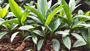 炮制茶叶用英语怎么说呢